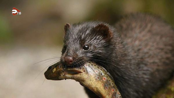 Ученый из Раменского Николай Балакирев создал свою систему кормления норок.