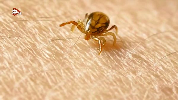 Минэкологии Подмосковья предупреждает жителей об активизации клещей.