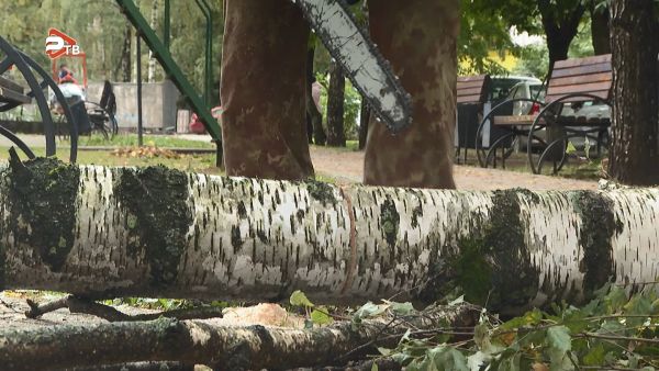 Жителям Подмосковья напомнили о возможности получить разрешение онлайн на уборку сухостоя во дворах.