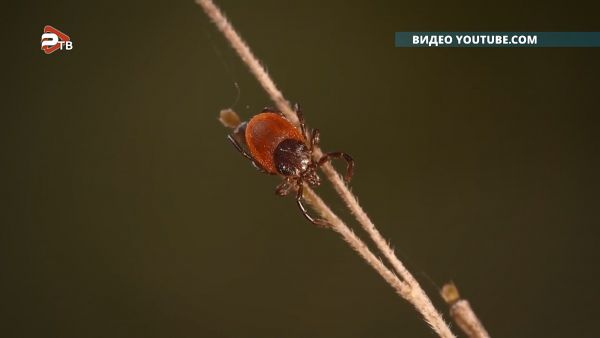 Как защитить домашних животных от укусов клещей.