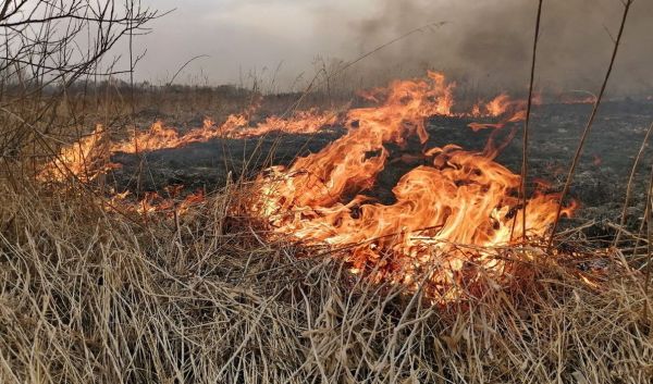 МЧС предупреждает: пал сухой травы очень опасен!