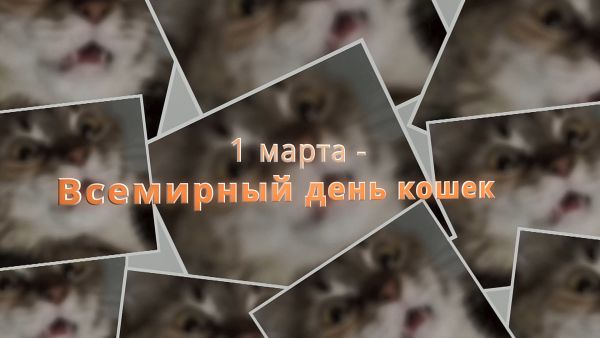 1 марта – День кошек в России.