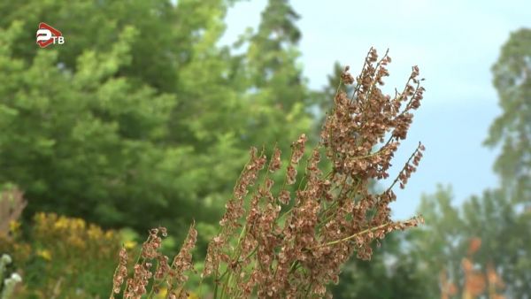 На большей части Московской области 8 и 9 июля ожидается первый класс пожарной опасности.