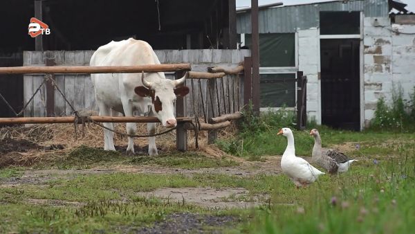 В субботу, 29 июля, группа детей из семей военнослужащих, проходящих службу в зоне СВО, побывала на экскурсии на ферме.