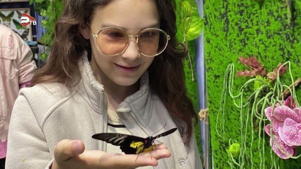 Выставка «Живые бабочки и экзотические насекомые» в Раменском.