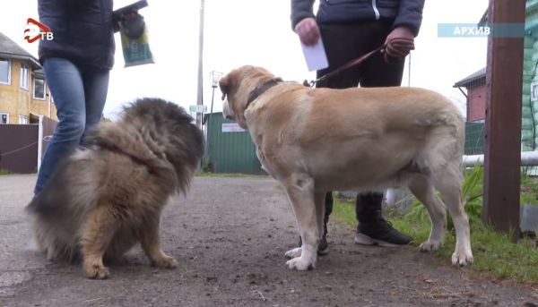 Новый закон, обязывающий регистрировать своих домашних животных, вступил в силу с 1 сентября 2023 года