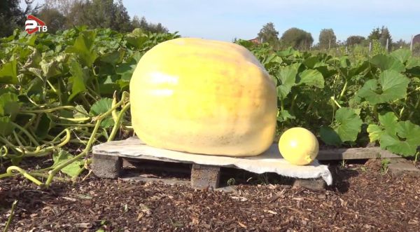 Гигантскую тыкву вырастили жители в Раменском округе