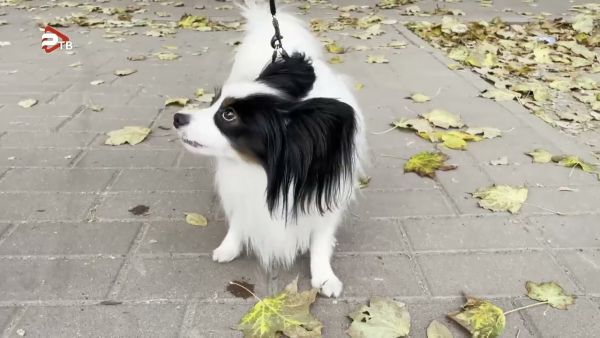 Обязательная регистрация питомцев началась в Подмосковье.