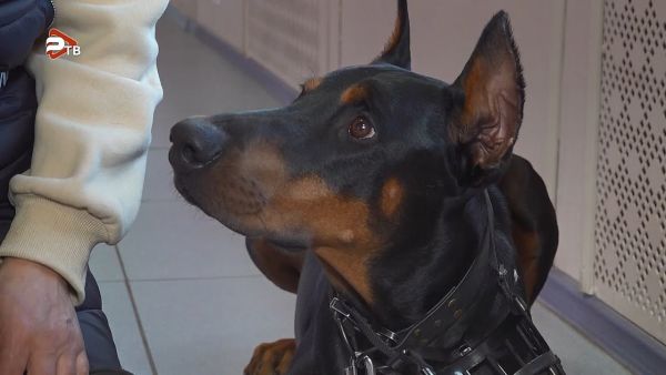 Семейно-спортивный фестиваль для четвероногих и их любителей — «Дог Шоу Арена 2»