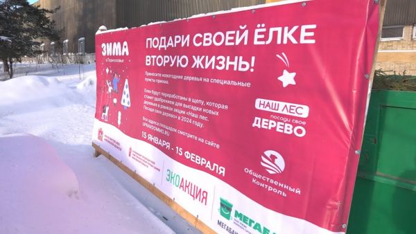 Спасем природу вместе: Московская область активно участвует в акции «Подари своей елке вторую жизнь»