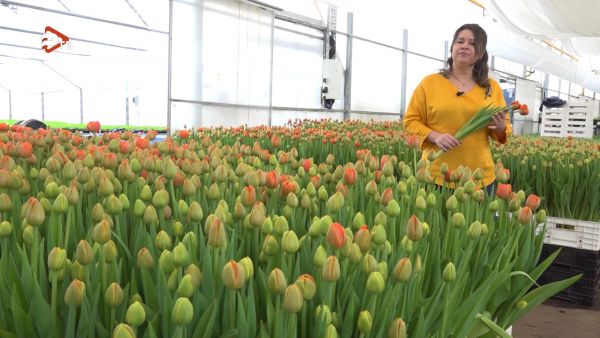 Образ весны неразрывно связан с тюльпанами!