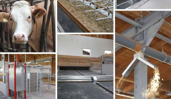 Компания «МИРОВЕТ» построит ферму для выращивания телят мясной породы в Раменском округе