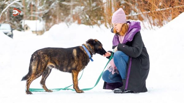4 апреля —  Всемирный день бродячих животных.