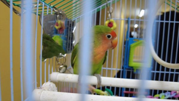 В октябре у Раменского ТВ появился попугай