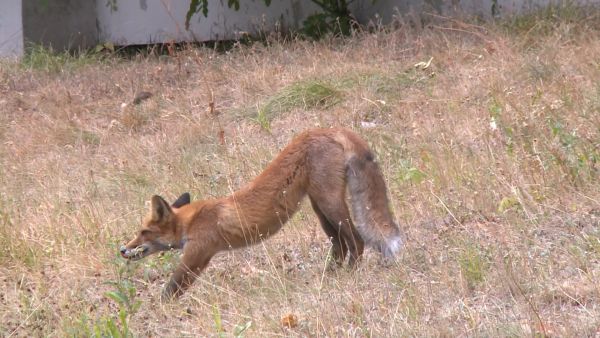 В настоящее время по всей территории МО  проводится оральная иммунизация диких плотоядных животных против бешенства.