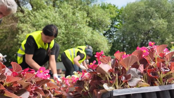 В ходе летнего озеленения в Раменском планируется высадить около 120 тысяч растений