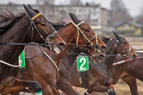 Раменский ипподром закроет летний беговой сезон фестивалем «Русская Тройка»