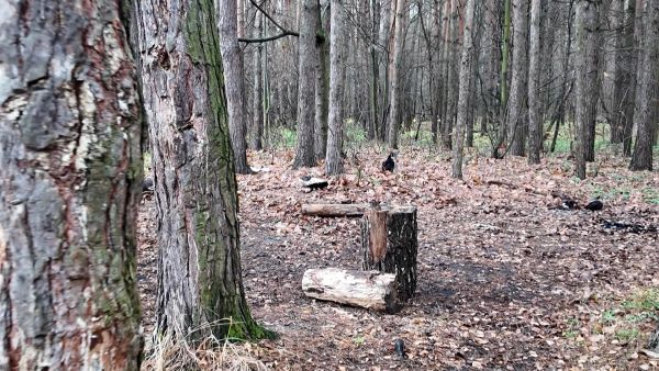 Лесопарки «Зверинец» и «Восьмидорожье» ожидает масштабное комплексное благоустройство