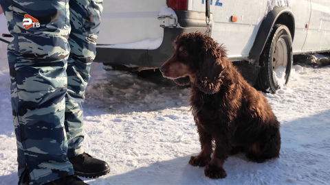Служебная собака – не просто напарник, а полноценный сотрудник полиции