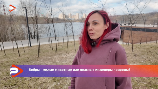 Провели опрос среди жителей Раменского: Международный день бобров